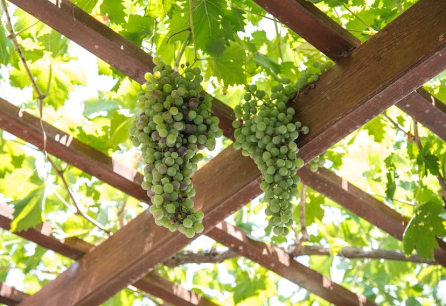 Holzpergola mit grünen Trauben